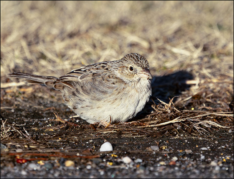 Rare Sparrow Stars in Montauk Bird Count