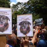 Cão Orelha: MP aponta ‘lacunas’ em investigação e pede esclarecimentos à Policia Civil